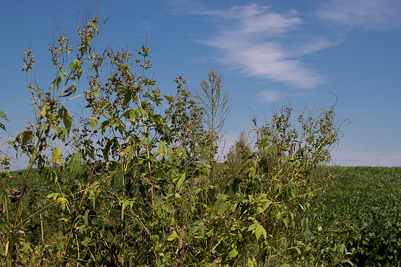 Giant Ragweed CDPf_23982