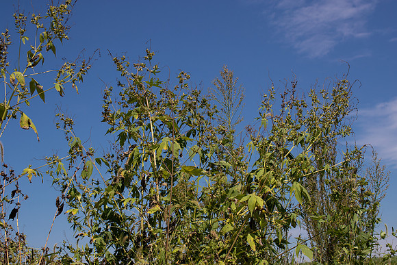 Giant Ragweed CDPf_23988