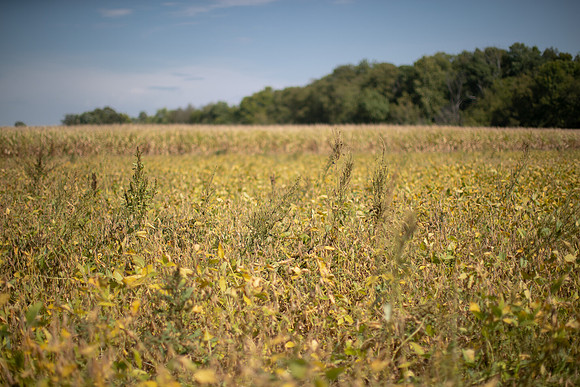Water hemp CDPf_24007