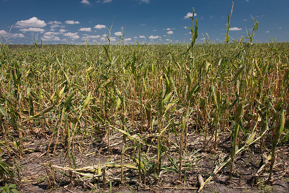 Hail Damaged Corn CDPd2663