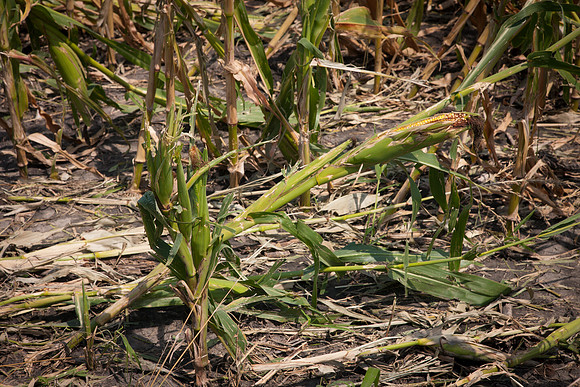 Hail Damaged Corn CDPd2669