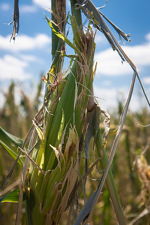 Hail Damaged Corn CDPd2709