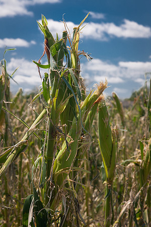 Hail Damaged Corn CDPd2704