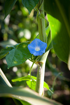 Morning Glory CDPd2914