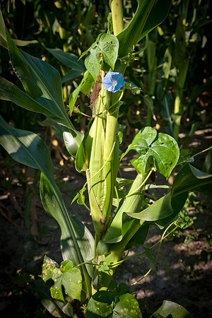 Morning Glory CDPd2932