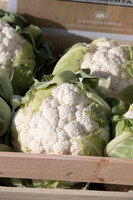 Cauliflower_Ovindoli_CA_0006