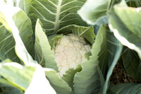Cauliflower_Ovindoli_CA_0016