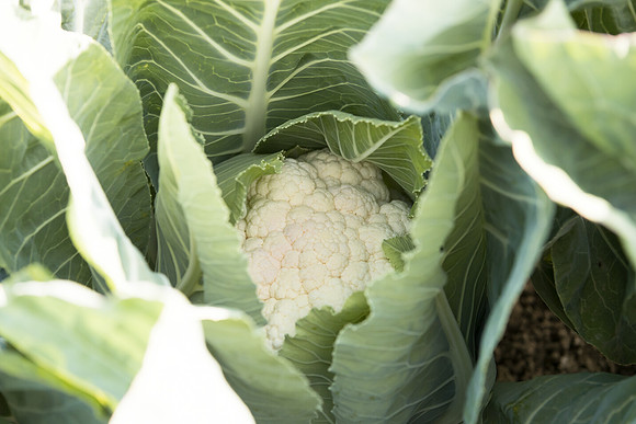 Cauliflower_Ovindoli_CA_0016