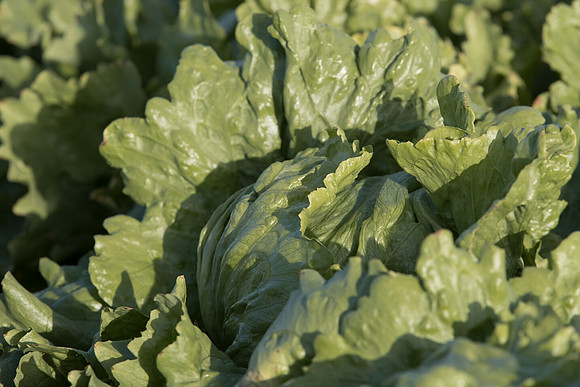 Lettuce_SV7735LG_CA_0034