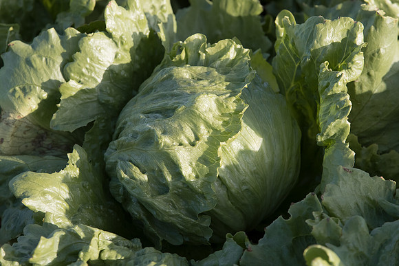 Lettuce_SV7735LG_CA_0043