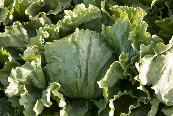 Lettuce_SV7735LG_CA_0063
