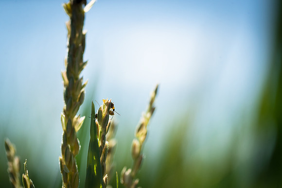 NL_WalnutIL_080719_791