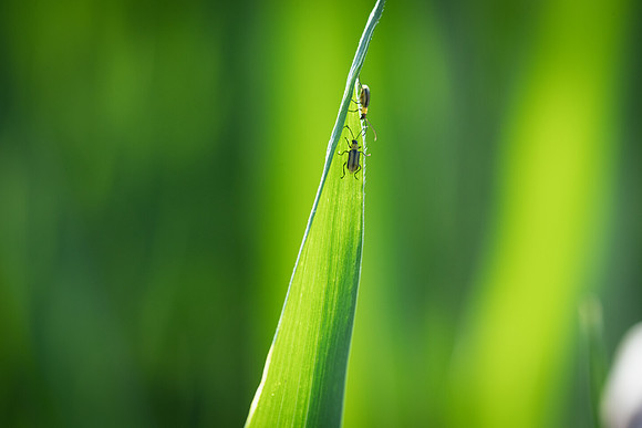 NL_WalnutIL_080719_767
