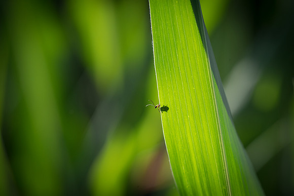 NL_WalnutIL_080719_751
