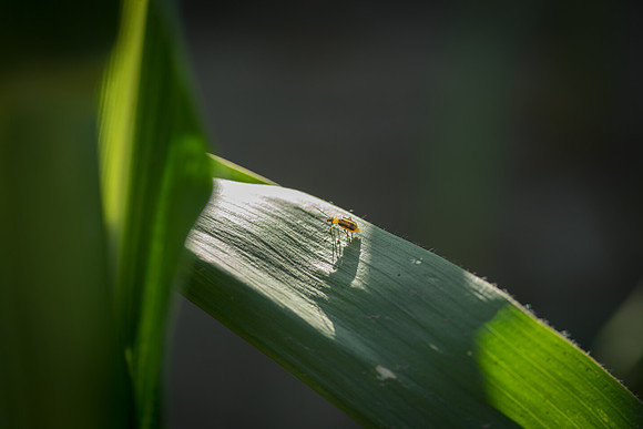NL_WalnutIL_080719_631