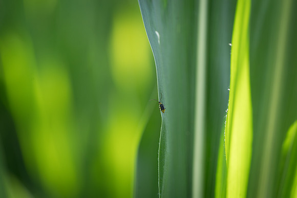 NL_WalnutIL_080719_604