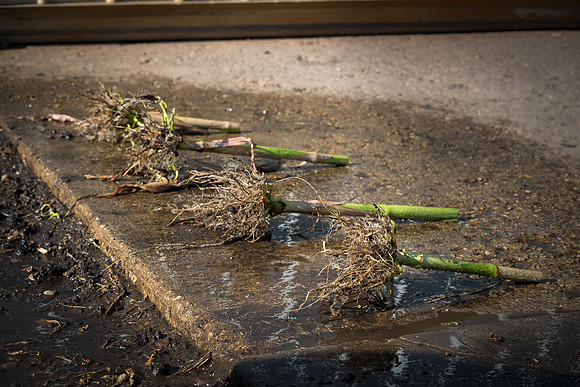 NL_WalnutIL_080719_1038