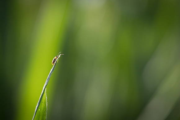 NL_WalnutIL_080719_784