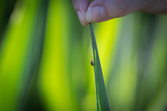 NL_WalnutIL_080719_755