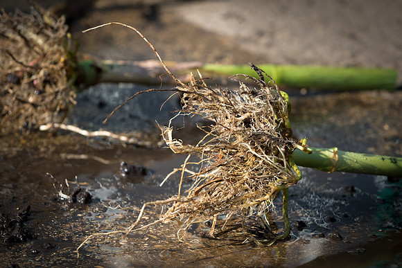 NL_WalnutIL_080719_1027