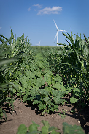 NL_WalnutIL_080719_570
