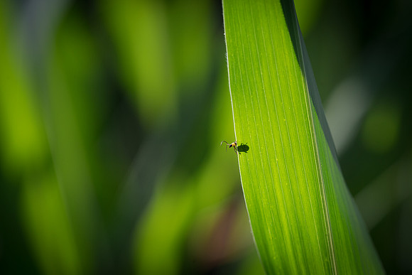 NL_WalnutIL_080719_745