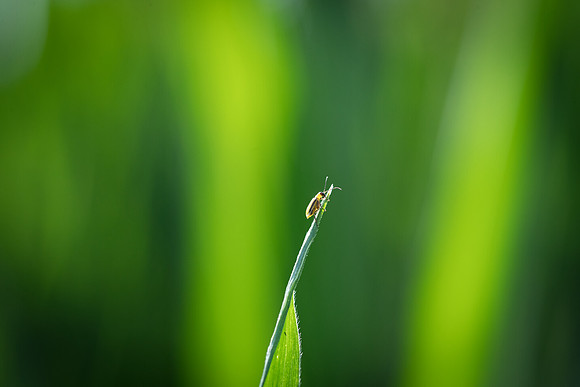 NL_WalnutIL_080719_773
