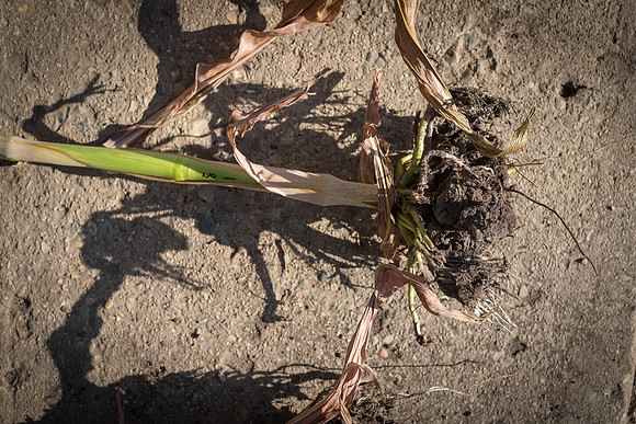 NL_WalnutIL_080719_828