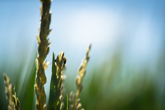 NL_WalnutIL_080719_793