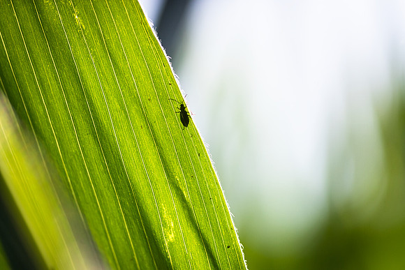 NL_WalnutIL_080719_698