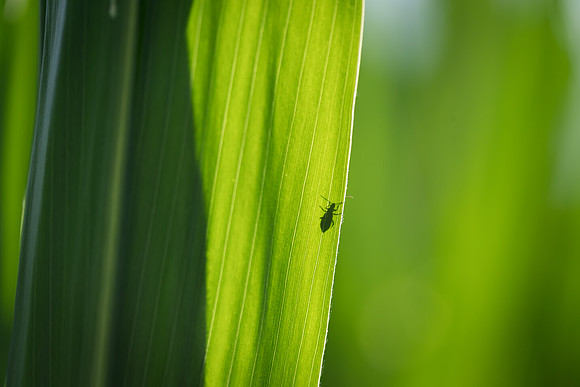 NL_WalnutIL_080719_620
