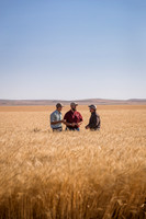 WestBred_MT_2016_2831