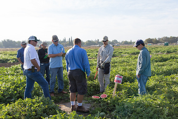 Watermelon_SV2812WA_CA_0015