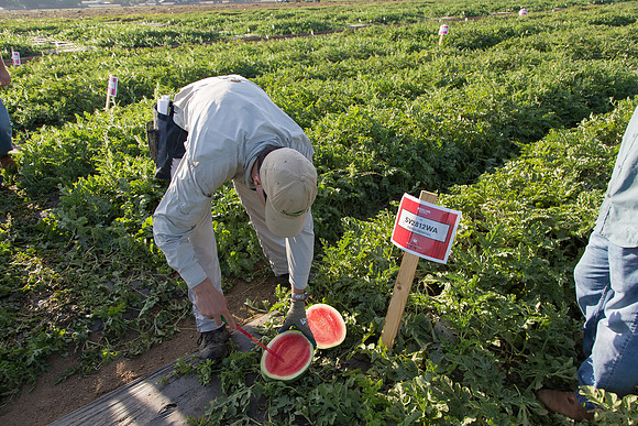 Watermelon_SV2812WA_CA_0007