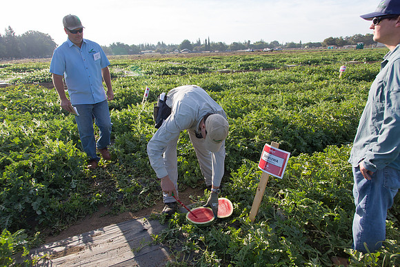 Watermelon_SV2812WA_CA_0008