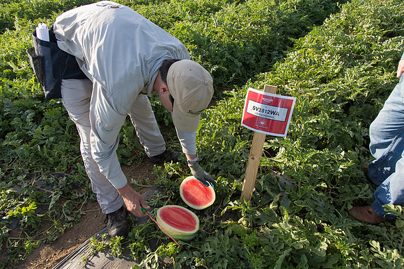 Watermelon_SV2812WA_CA_0002