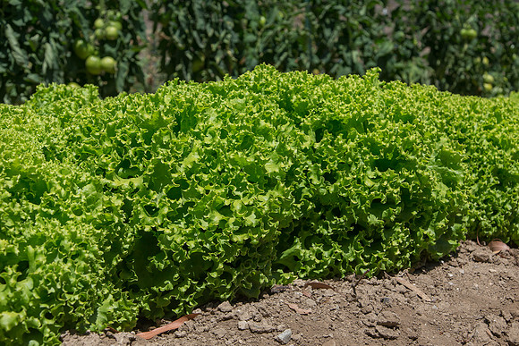 Lettuce_Amanda_CA_0008