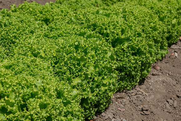 Lettuce_Amanda_CA_0004