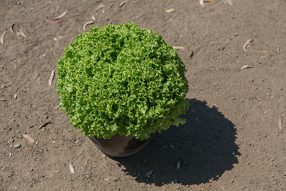 Lettuce_Amanda_CA_0011