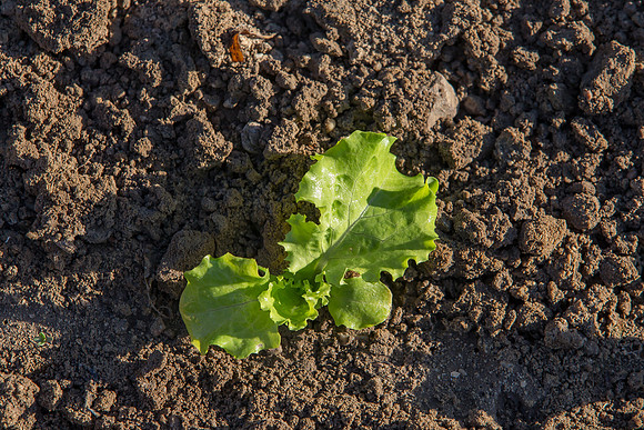 Lettuce_Amanda_CA_0035