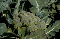 Broccoli_SV3816BL_CA_0019
