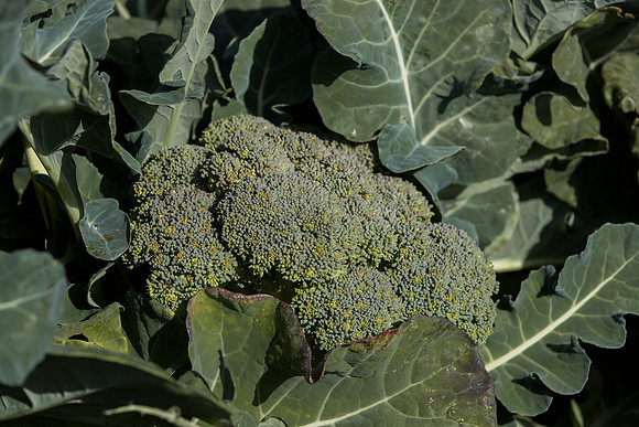 Broccoli_SV3816BL_CA_0019