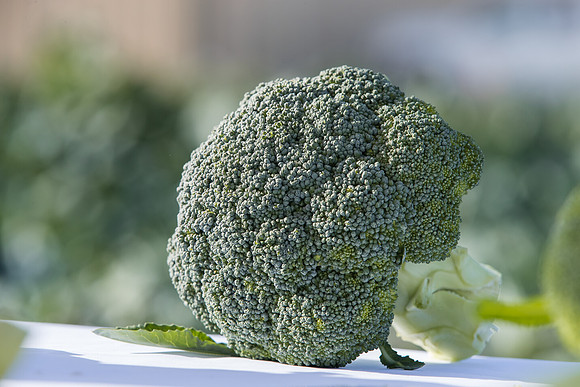 Broccoli_SV3816BL_CA_0014
