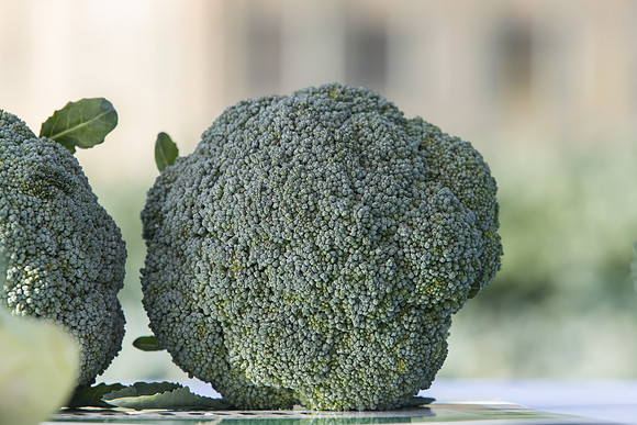 Broccoli_SV3816BL_CA_0008