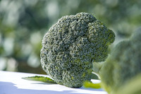 Broccoli_SV3816BL_CA_0011
