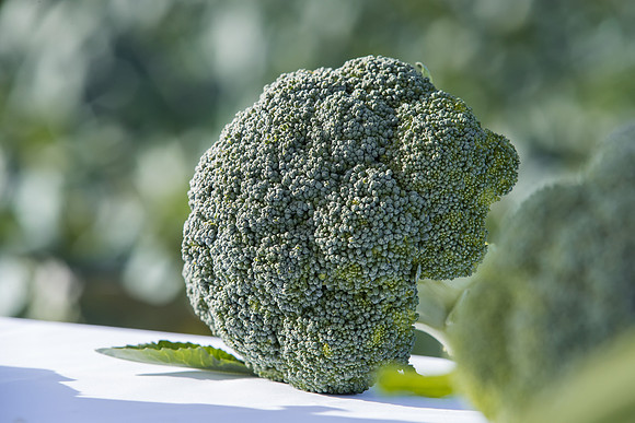 Broccoli_SV3816BL_CA_0011