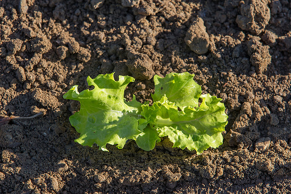 Lettuce_Amanda_CA_0040