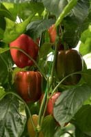 Peppers_DR0646PB_0066