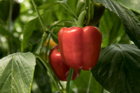 Peppers_DR0646PB_0050