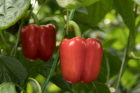 Peppers_DR0646PB_0057